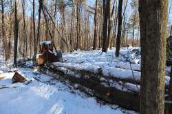 A Glorious January Day Photo: Northern Woodlands