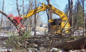 Harvesting Wood in the Big City thumbnail