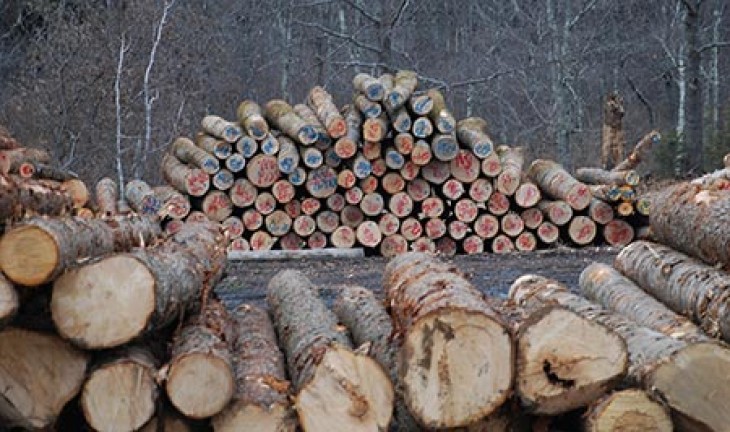 Logs-at-yard.jpg