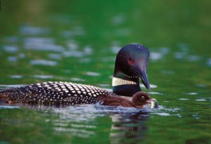 loon.jpg thumbnail