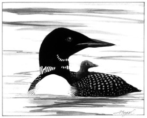 Our Common Loon: The Comeback Canary thumbnail