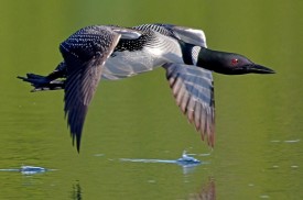 loon_flight.jpg thumbnail