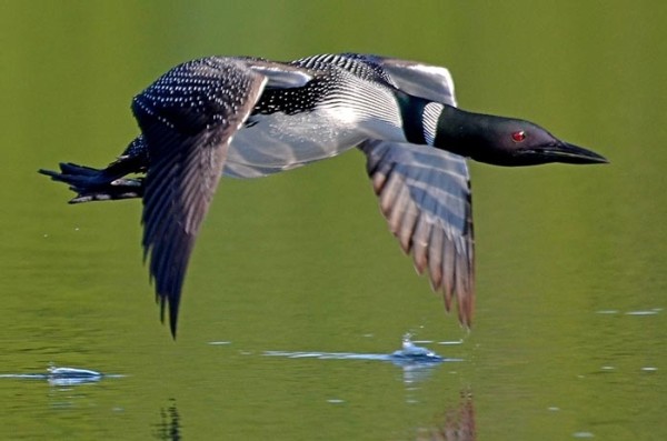 Q and A with Loon Expert Eric Hanson