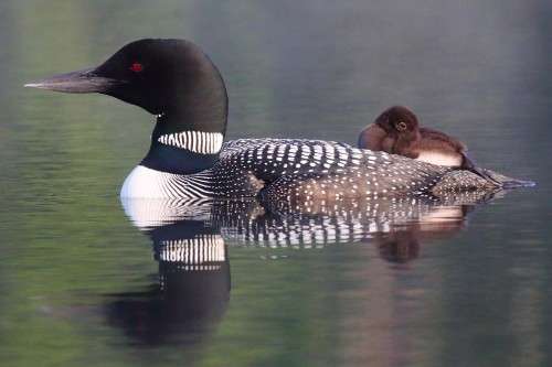 Loon mama