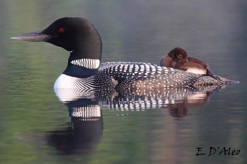 The Loons of Lyford Pond thumbnail