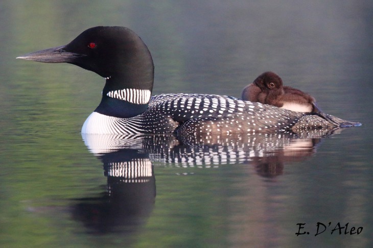 The Loons of Lyford Pond