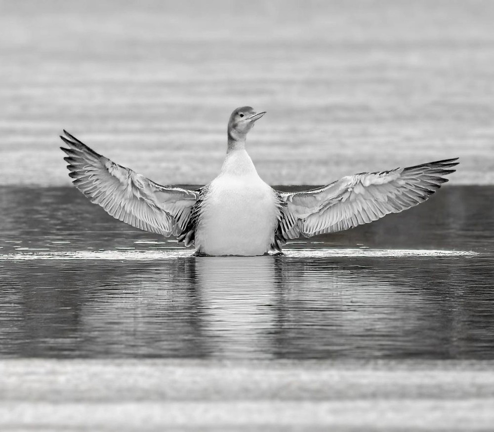 Loon Rescues on Ice thumbnail