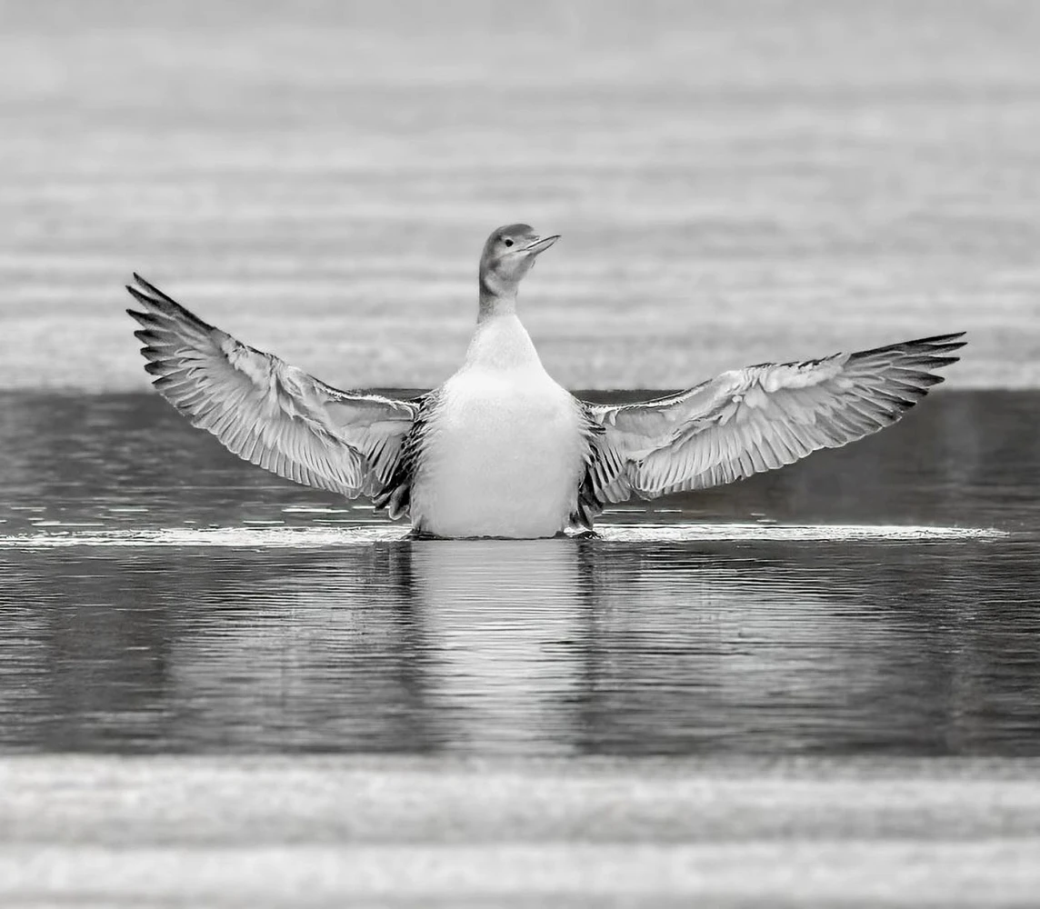 Loon rescue