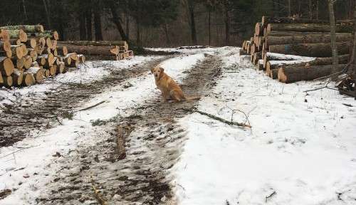 Lumber dog