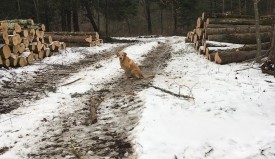 Looking Outward from Town Line Tree Farm thumbnail