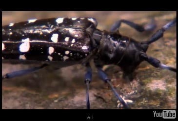 Compelling Video on Worcester Beetle Infestation