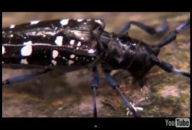 Compelling Video on Worcester Beetle Infestation thumbnail