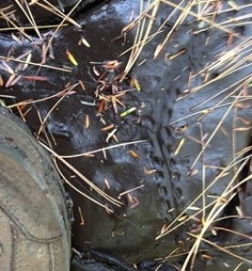 lynn_pic.jpg thumbnail