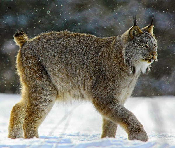 Ghost Cats of the Northern Forest: Canada Lynx on the Move