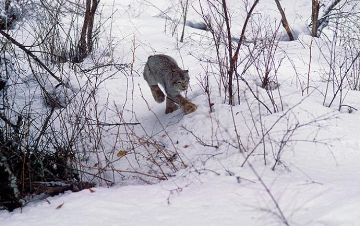 lynx_northern_forest_2.jpg