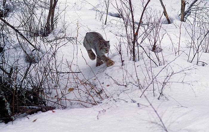 Ghost Cats of the Northern Forest: Canada Lynx on the Move