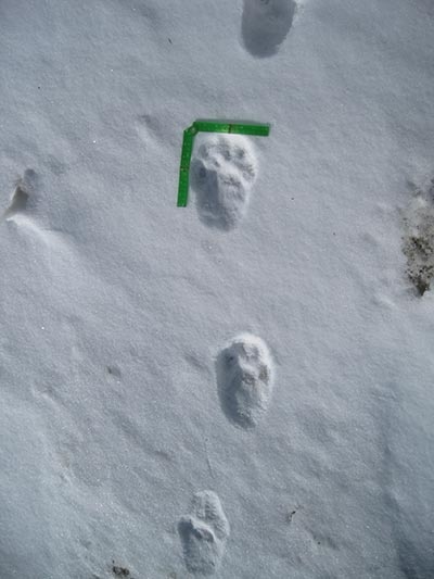 Ghost Cats of the Northern Forest: Canada Lynx on the Move