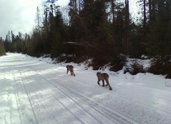 Ghost Cats of the Northern Forest: Canada Lynx on the Move