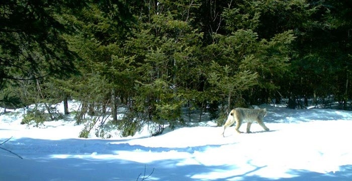 Ghost Cats of the Northern Forest: Canada Lynx on the Move