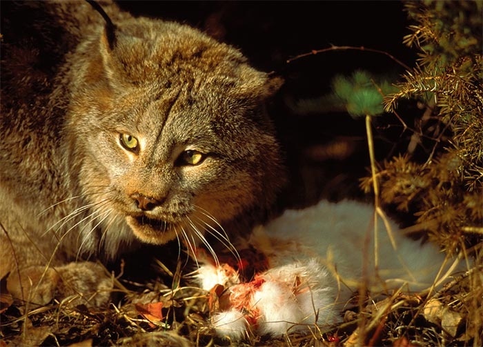 Ghost Cats of the Northern Forest: Canada Lynx on the Move