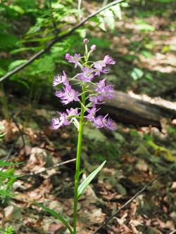 mackay_purple_fringed_orchis_w.jpg