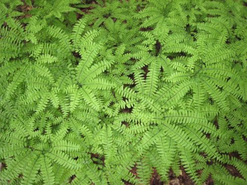 maidenhair_fern_woods_wise.jpg