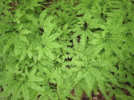 maidenhair_fern_woods_wise.jpg thumbnail