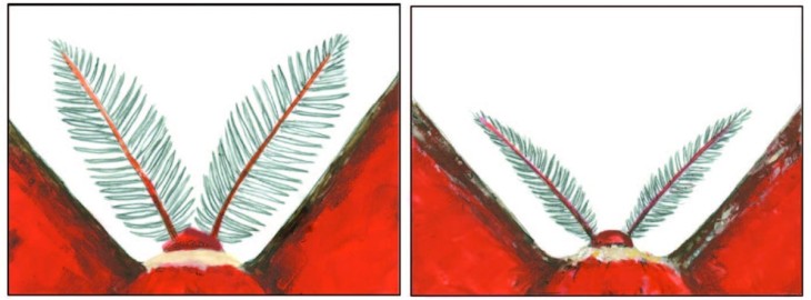 Male female cecropia moths