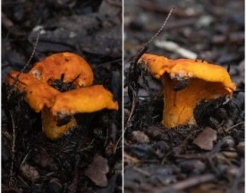 Mushrooms thumbnail