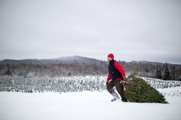 Growing Christmas Trees and Tasting Whiskey with Nigel Manley