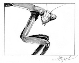 Mantis_web.jpg thumbnail