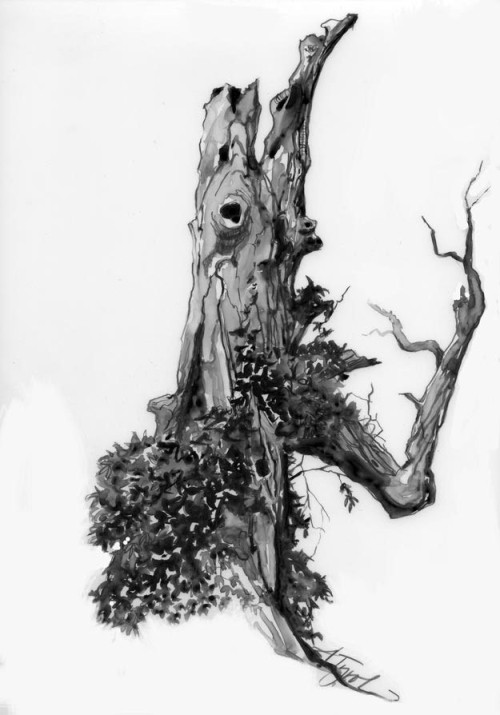 The Ghost Tree thumbnail