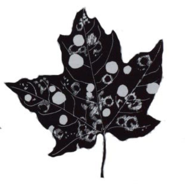 Maple Leaf Cutter