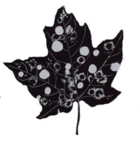 maple_cutter.jpg thumbnail