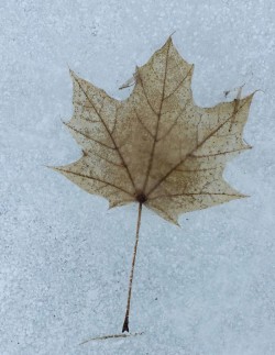 maple_leaf_frozen_in_pond.jpg