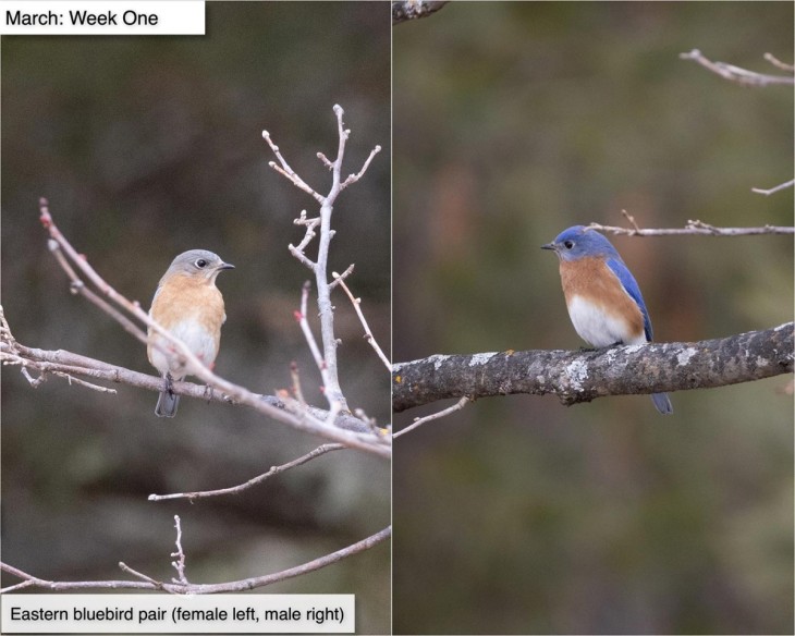 March bluebirds