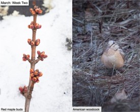 March nature thumbnail