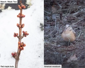 March nature thumbnail