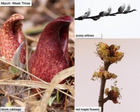 March nature thumbnail