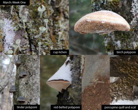 march_week_1_25.jpg thumbnail