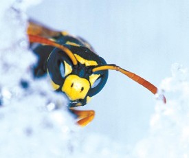 marching_ant.jpg thumbnail