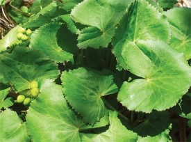 Marsh-marigold: An Underappreciated Spring Green thumbnail