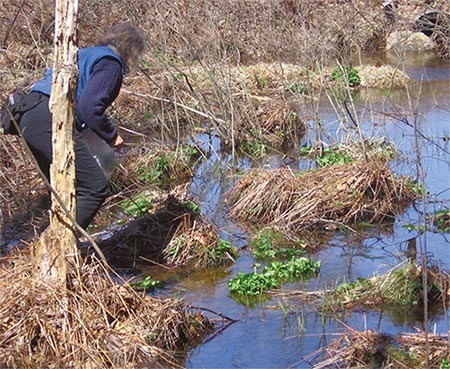 Marsh-marigold: An Underappreciated Spring Green