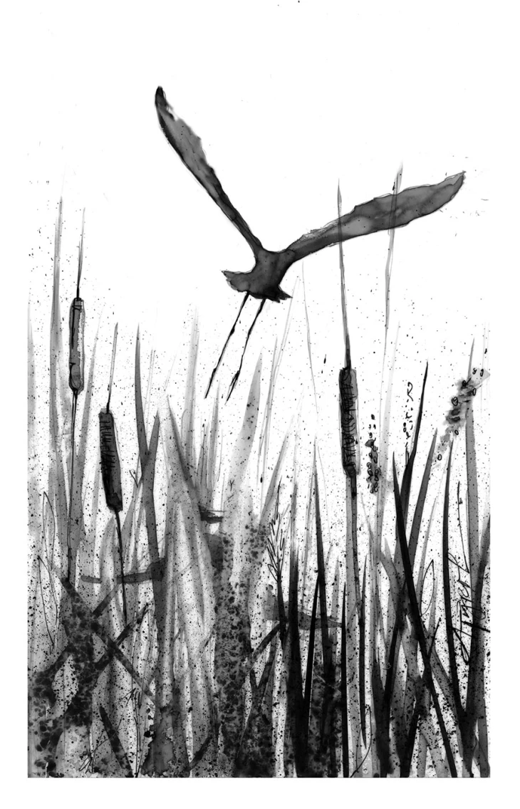 Freshwater Marshes Are Biodiversity Hotspots The