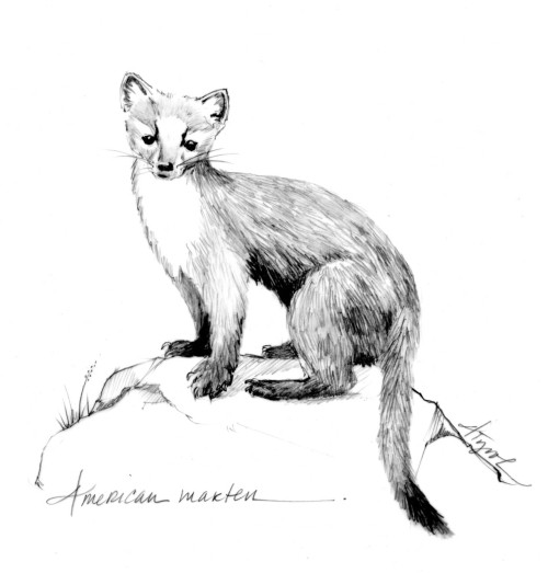 Return of the Marten: A Mysterious Mammal’s Comeback thumbnail