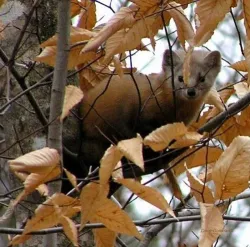 marten_web.jpg