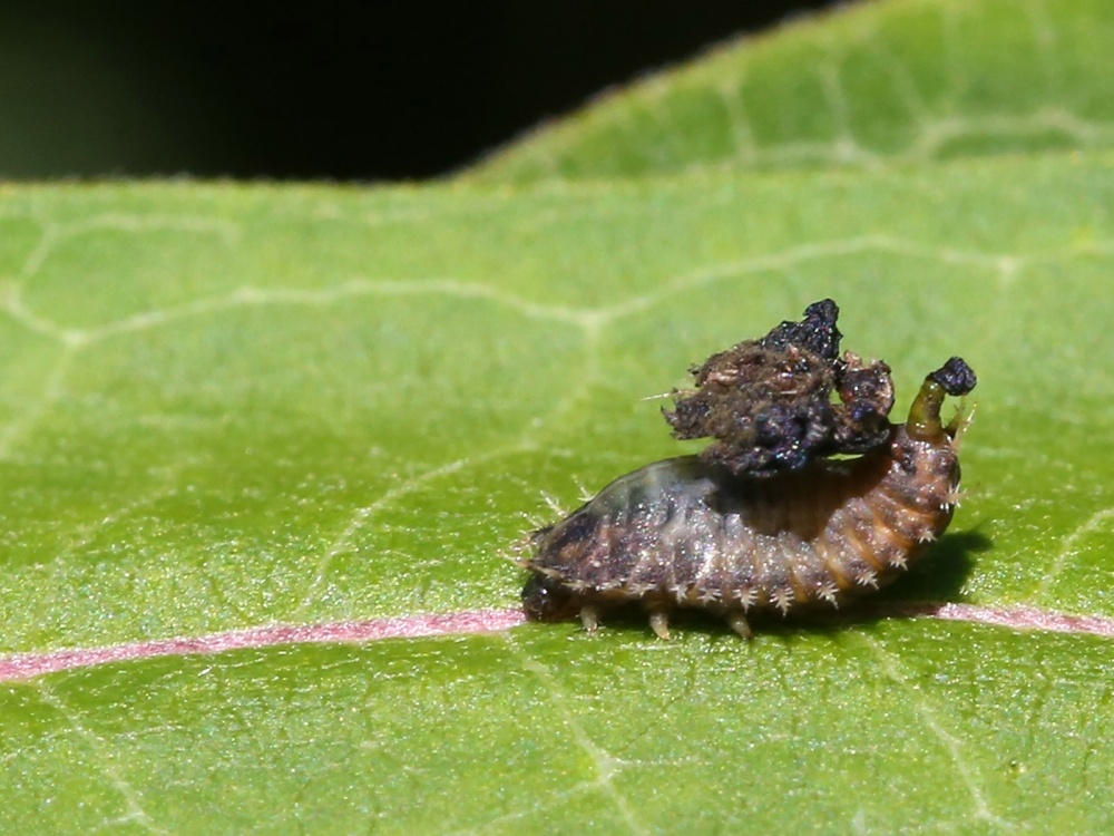 A Fecal Shield