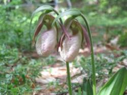mary_stowe_ladyslippers_web.jpg