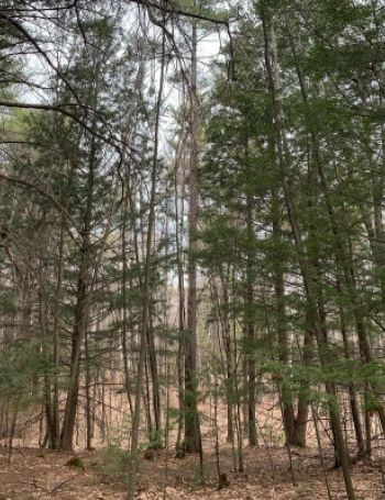 Hemlock hardwood pine