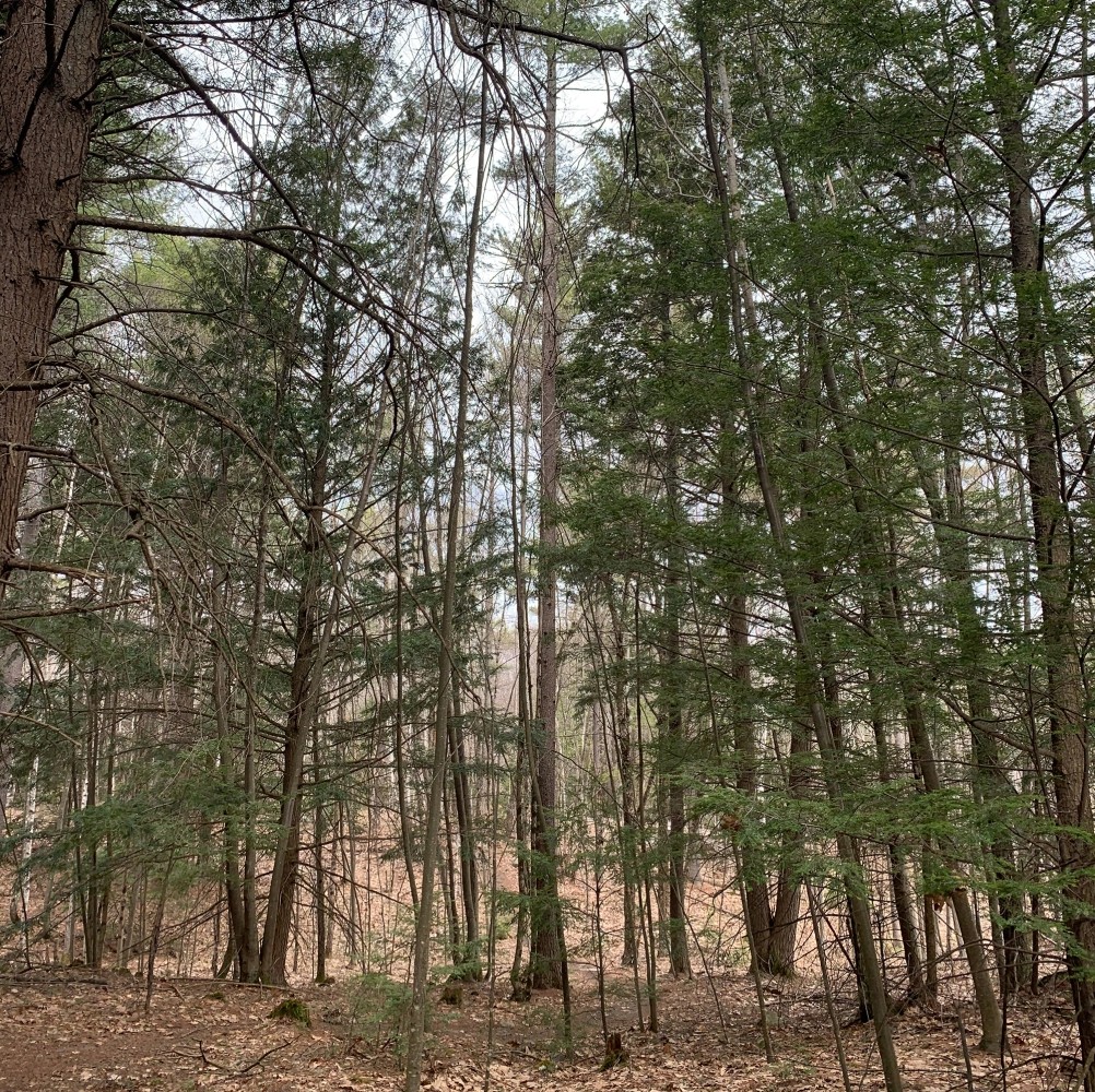 Hemlock hardwood pine